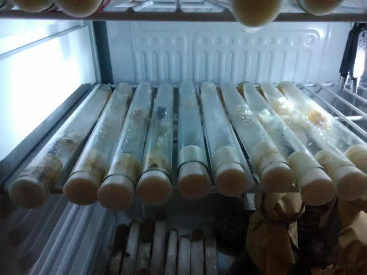 菌种冷藏保存设备